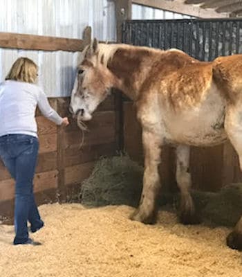 Introducing Our Remarkable Horses - Courtney Creek Rescue